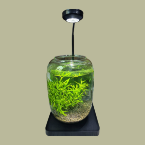 Aquarium Jar