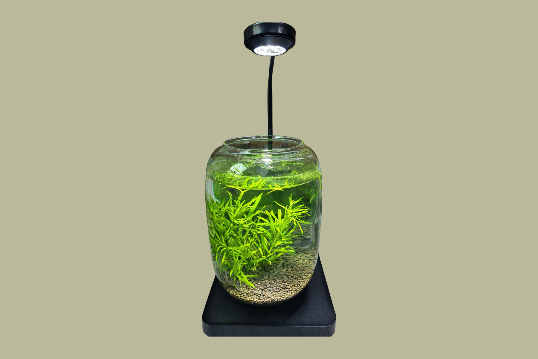 Aquarium Jar