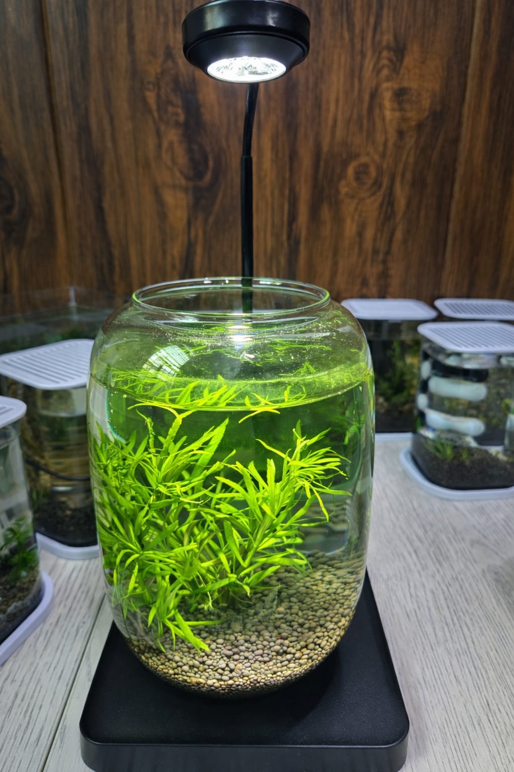 Aquarium Jar - Image 2